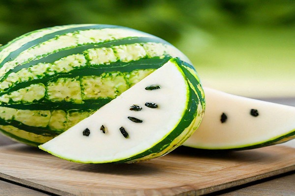 قیمت خرید هندوانه اس جی سفید با فروش عمده